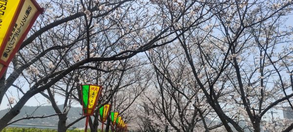 Llegó la primavera　揖保川の土手沿いの桜